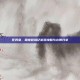 任务兔，萌宠冒险记游戏攻略与心得分享